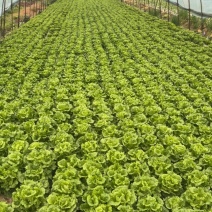湖北武汉武湖生菜