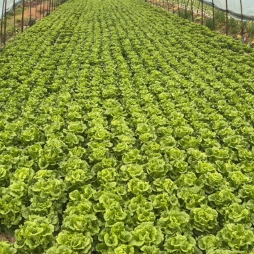 湖北武汉武湖生菜