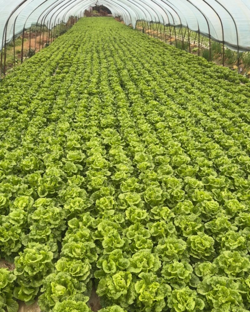 湖北武汉武湖生菜