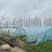 湖北武汉武湖生菜