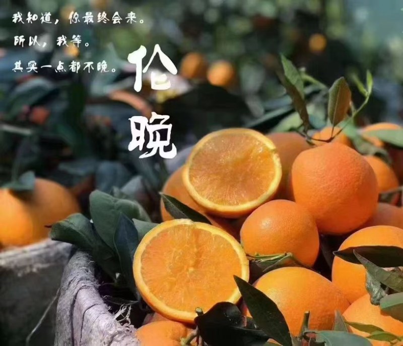 秭归伦晚