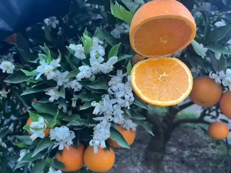 秭归伦晚