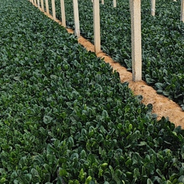 大圆叶菠菜一万多斤