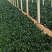 大圆叶菠菜一万多斤