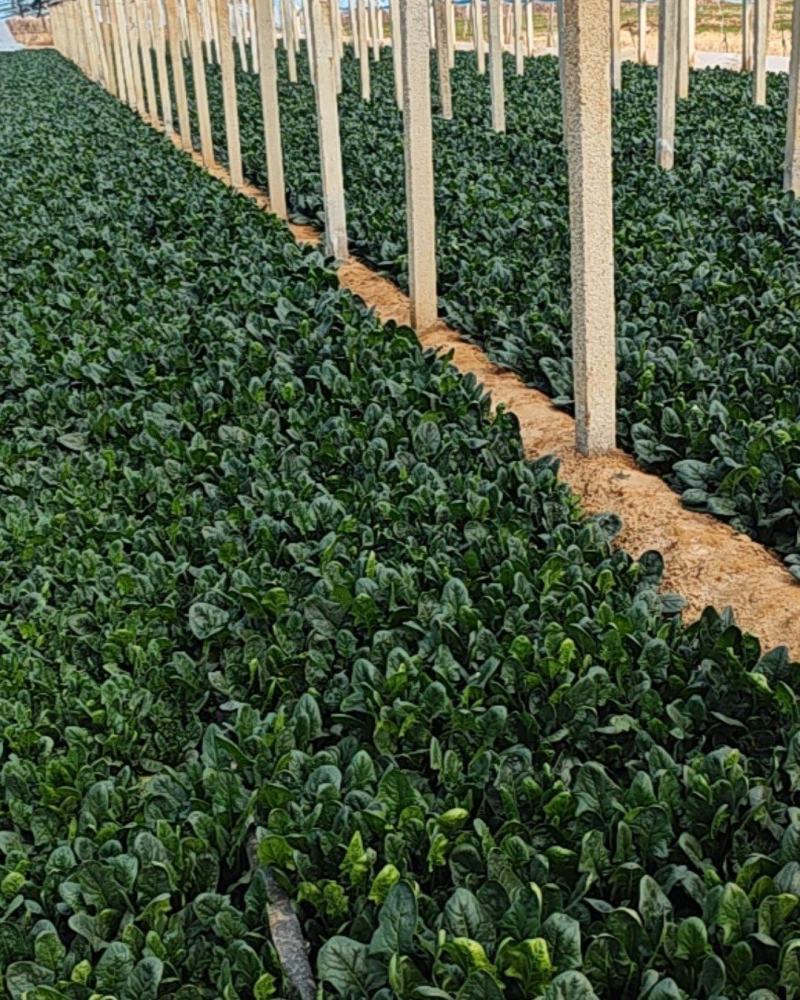 大圆叶菠菜一万多斤