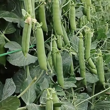 新鲜上市甜脆菜豌豆