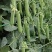 新鲜上市甜脆菜豌豆