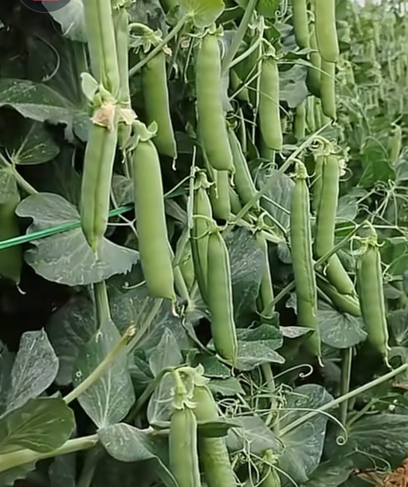 新鲜上市甜脆菜豌豆