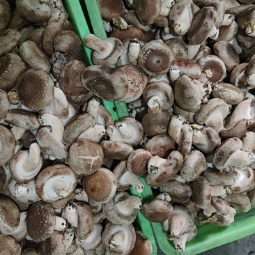 鲜香菇，需要的老板联系