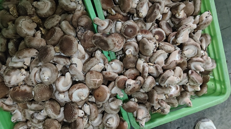 鲜香菇，需要的老板联系