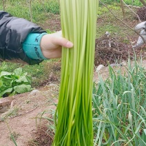 云南大理白帽蒜苔，长度70左右，量大从优