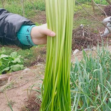 云南大理白帽蒜苔，长度70左右，量大从优