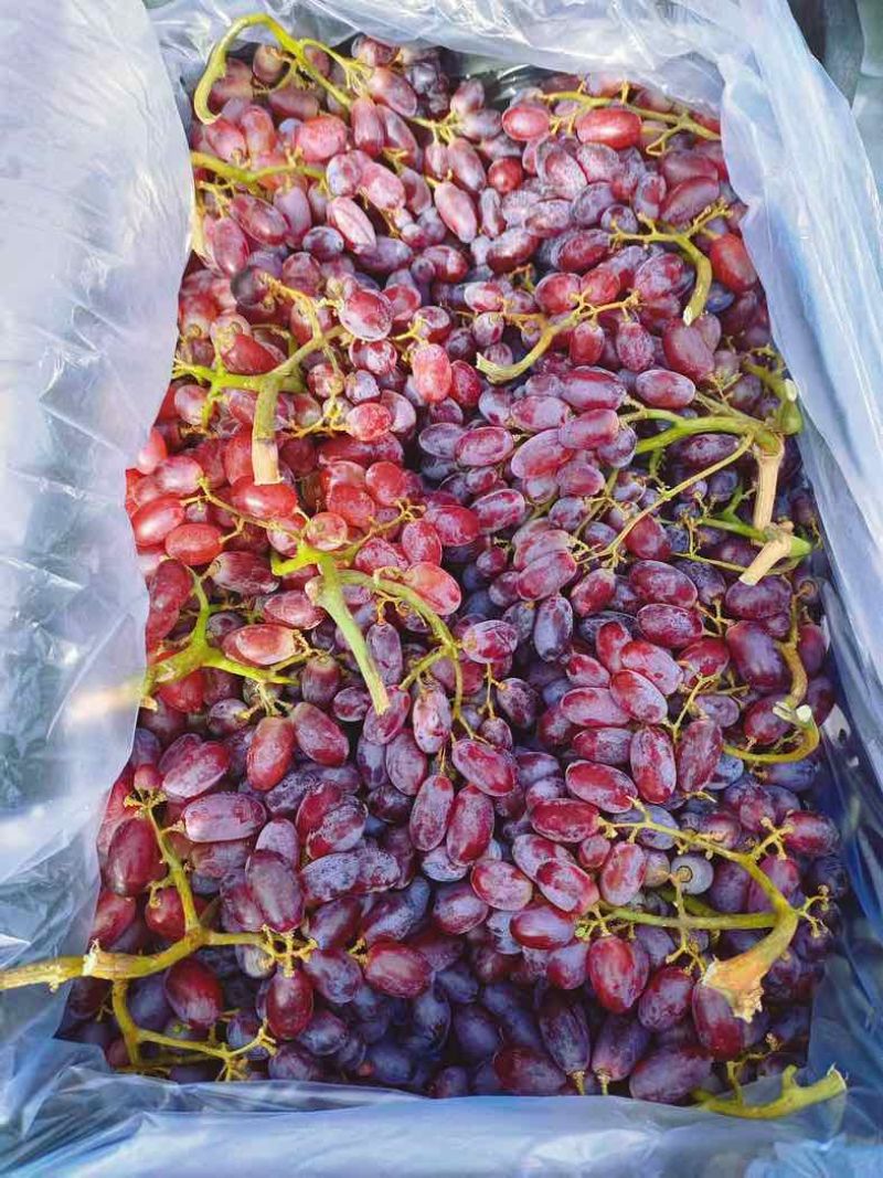 克伦生无核葡萄，不用吐籽、连皮吃，脆甜爆汁