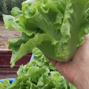 河南郏县时令蔬菜（生菜）