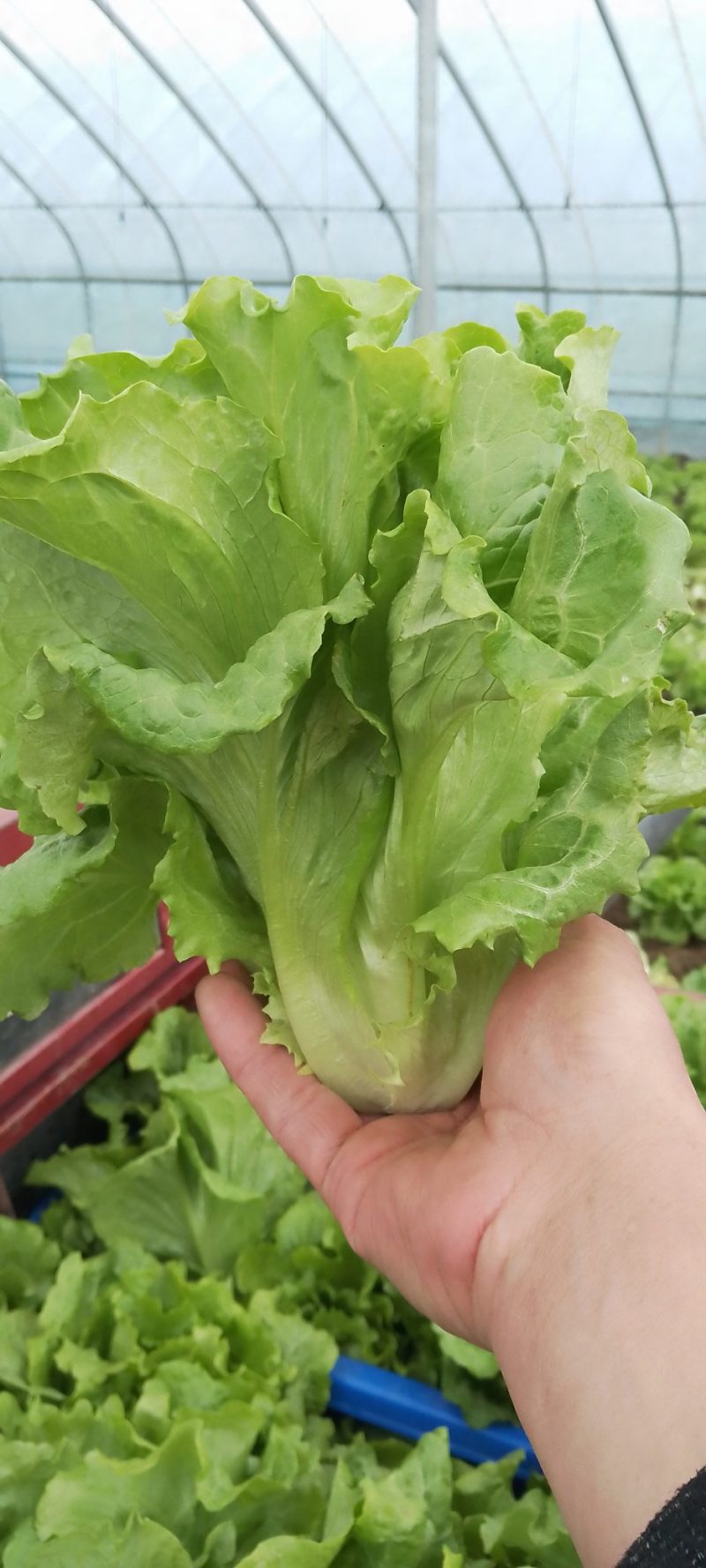 河南郏县时令蔬菜（生菜）