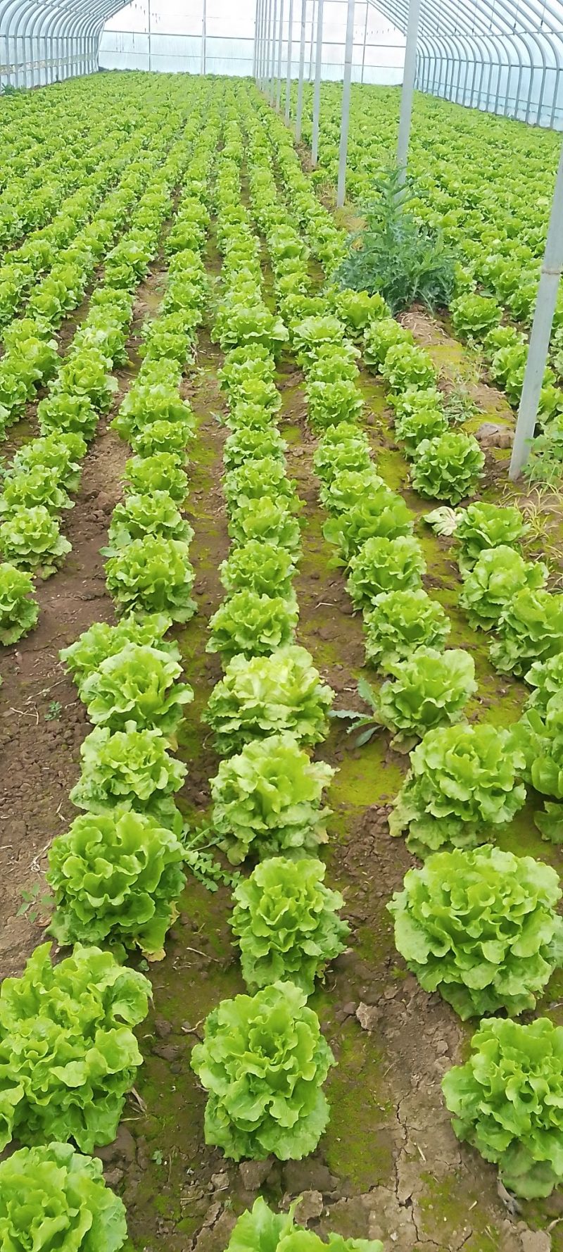 河南郏县时令蔬菜（生菜）