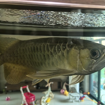 金龙鱼