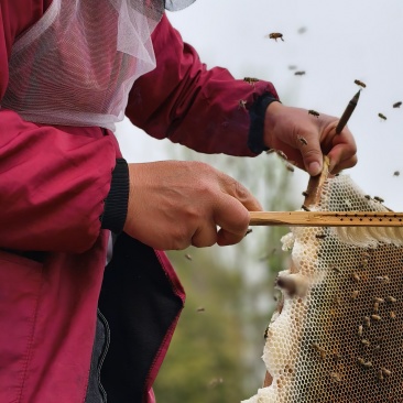 我要卖蜂蜜