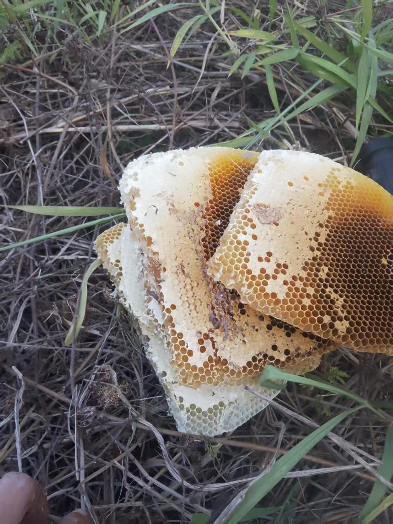 纯野生蜂蜜，***，野外放养，不喂糖