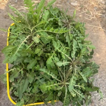 电商**:蒙山野生荠菜。新鲜上市。来个能打的。可定制，加工。