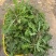 电商**:蒙山野生荠菜。新鲜上市。来个能打的。可定制，加工。