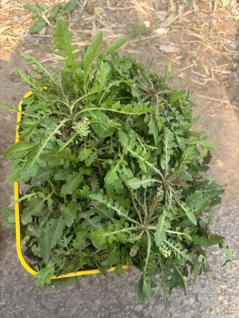 电商**:蒙山野生荠菜。新鲜上市。来个能打的。可定制，加工。