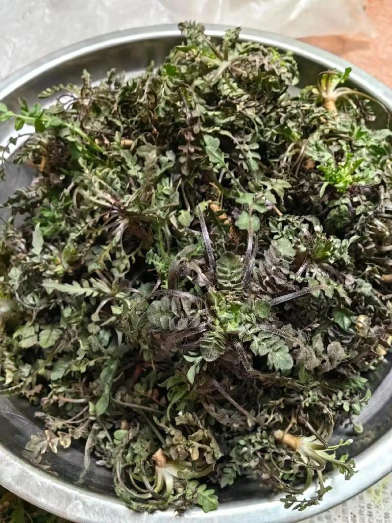 电商**:蒙山野生荠菜。新鲜上市。来个能打的。可定制，加工。
