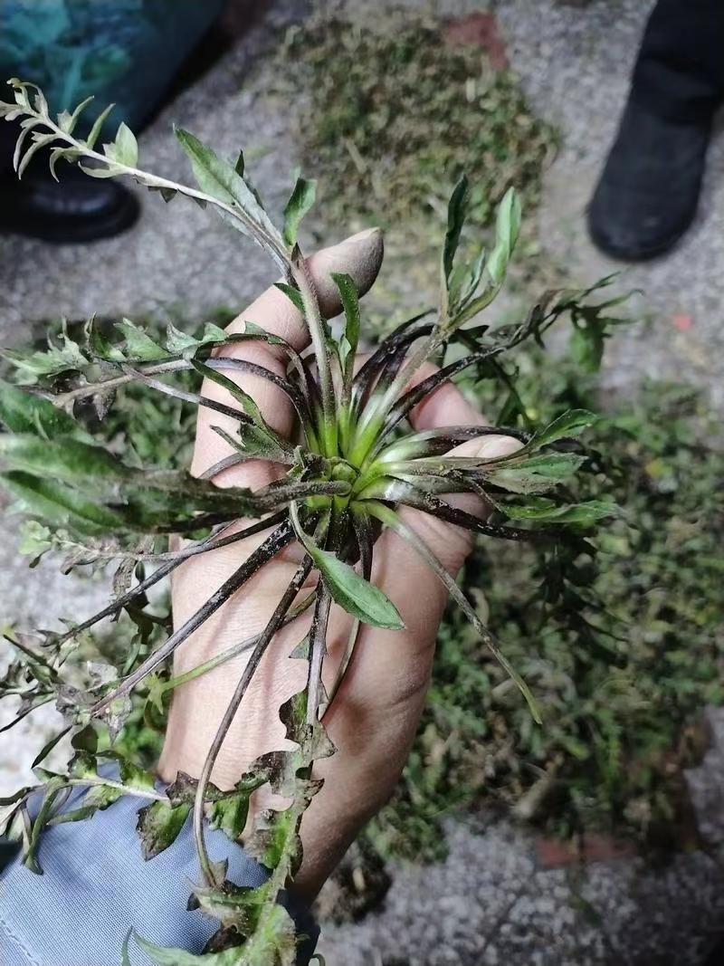 电商**:蒙山野生荠菜。新鲜上市。来个能打的。可定制，加工。