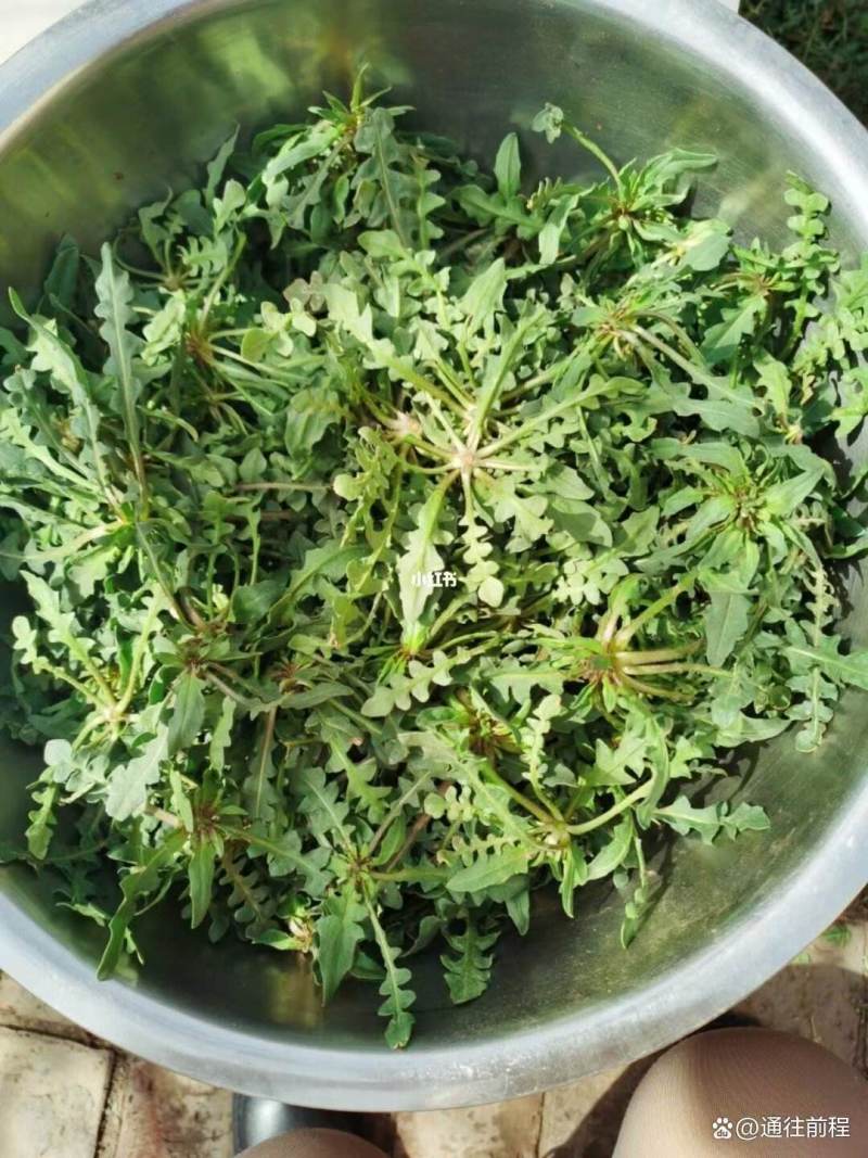 电商**:蒙山野生荠菜。新鲜上市。来个能打的。可定制，加工。