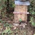 纯野生蜂蜜，***，野外放养，不喂糖