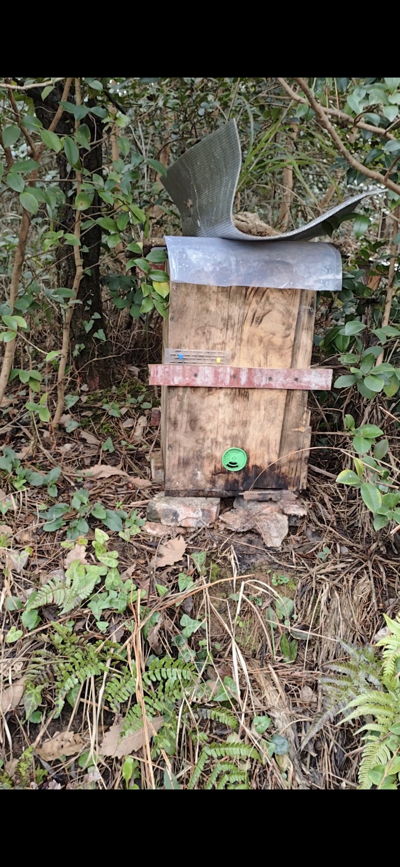 纯野生蜂蜜，***，野外放养，不喂糖