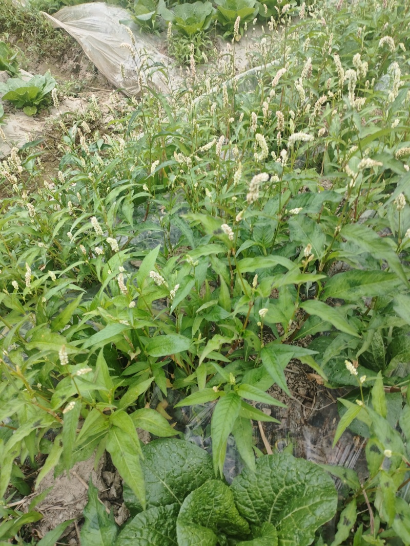 辣蓼草