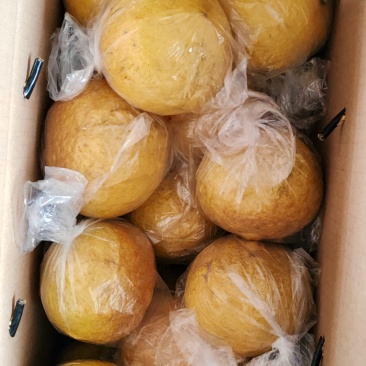 我想卖黄金贡柚