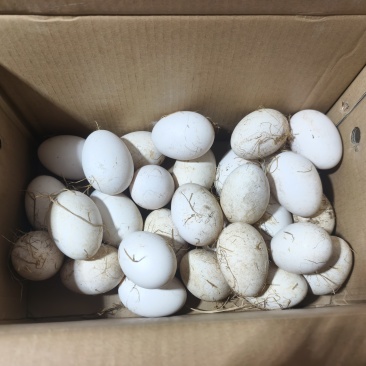 鹅蛋140-180g一枚