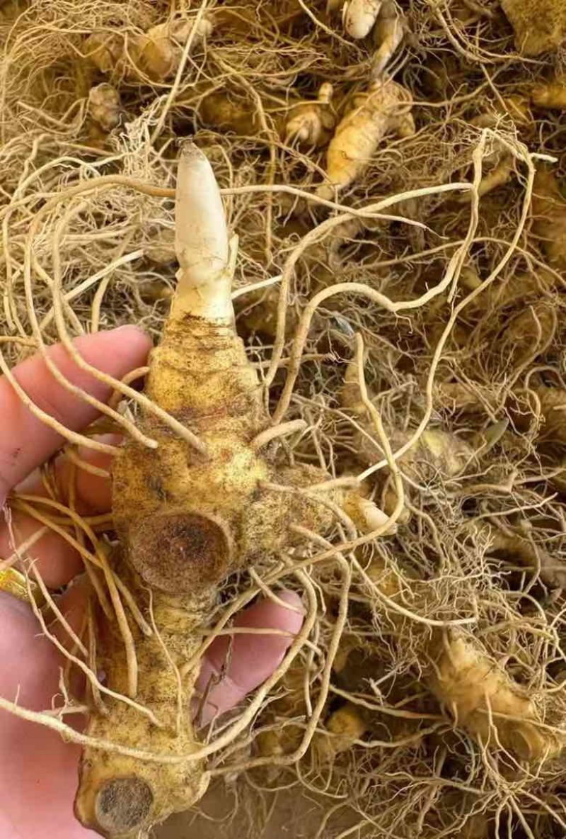 黄精种苗三年苗
