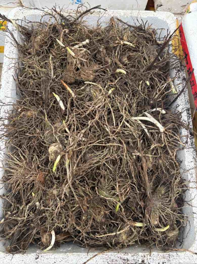 白芨三年大苗