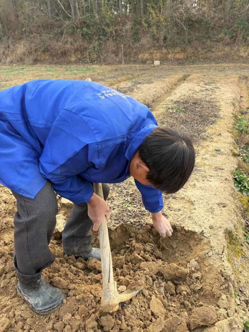 粉防己二年苗