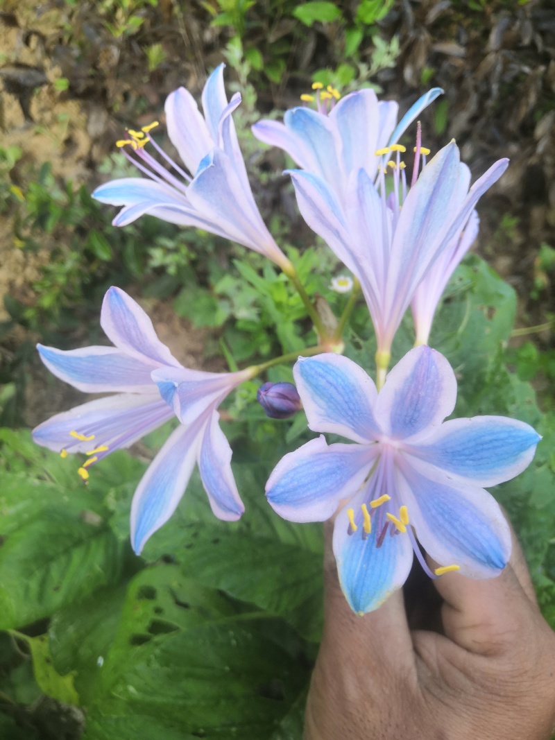 换锦石蒜，中国石蒜，稻草石蒜，可供鲜切花