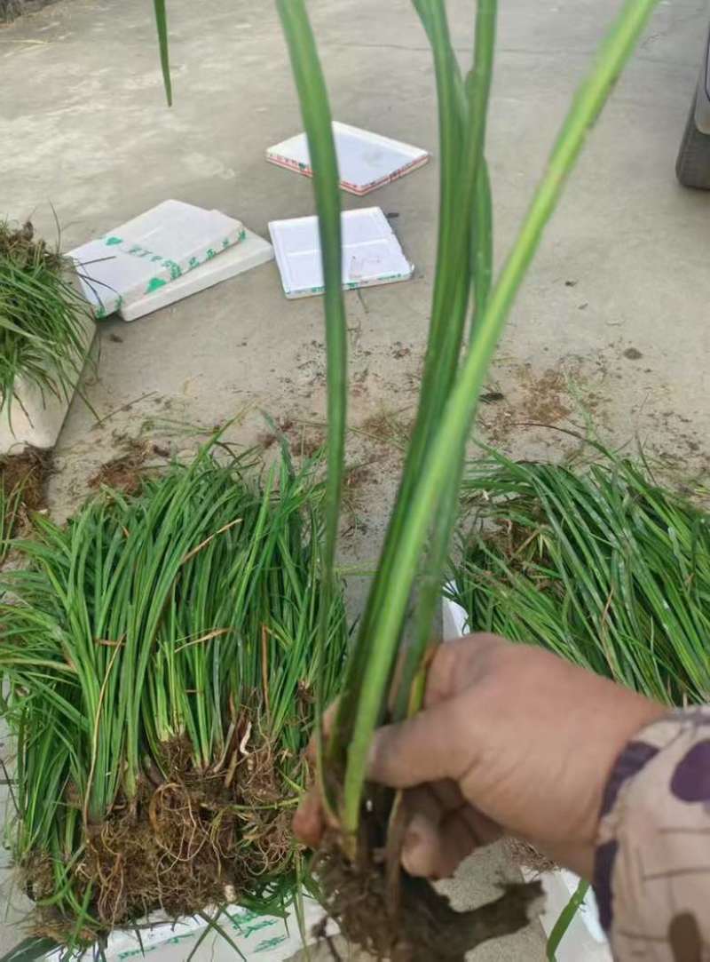 石菖蒲三年苗