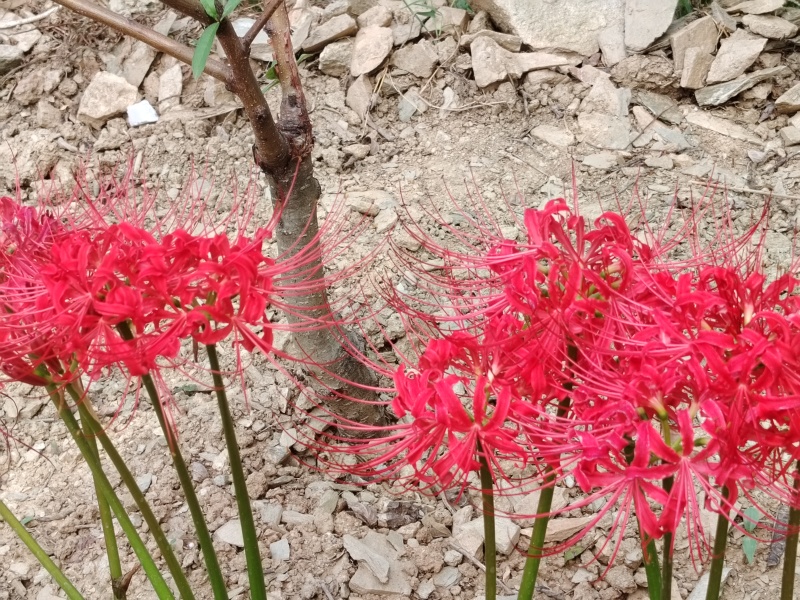 换锦石蒜，中国石蒜，稻草石蒜，可供鲜切花