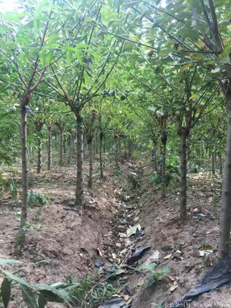 红梅树
