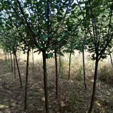 红梅树