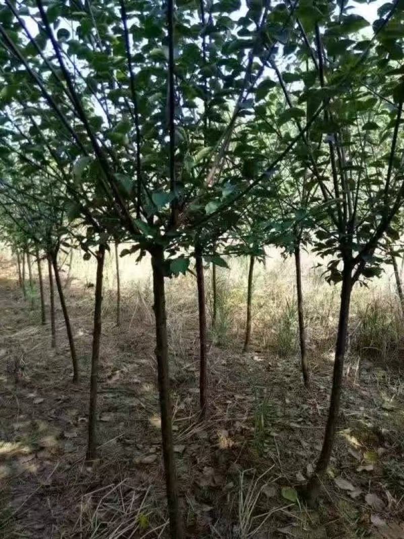 红梅树