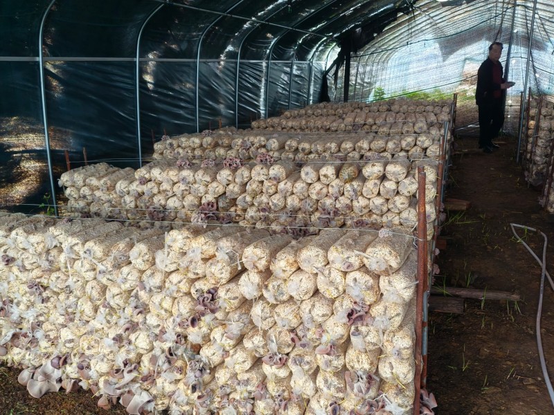 香菇菌种菌棒、黑木耳菌种菌棒，灵芝、天麻、菌种菌包。