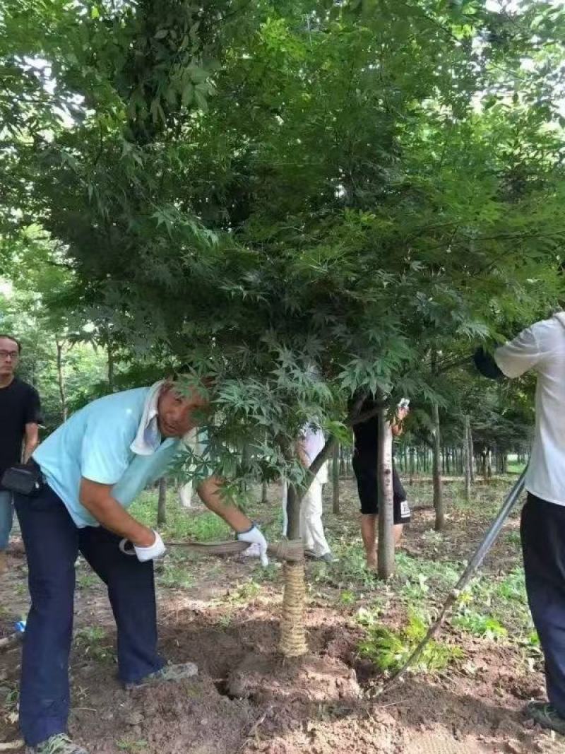 红枫