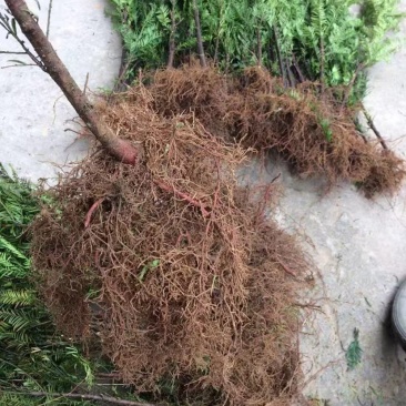 红豆杉