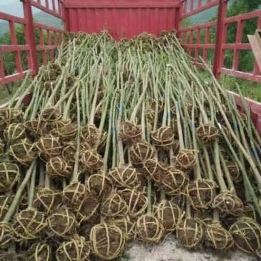 青枫
