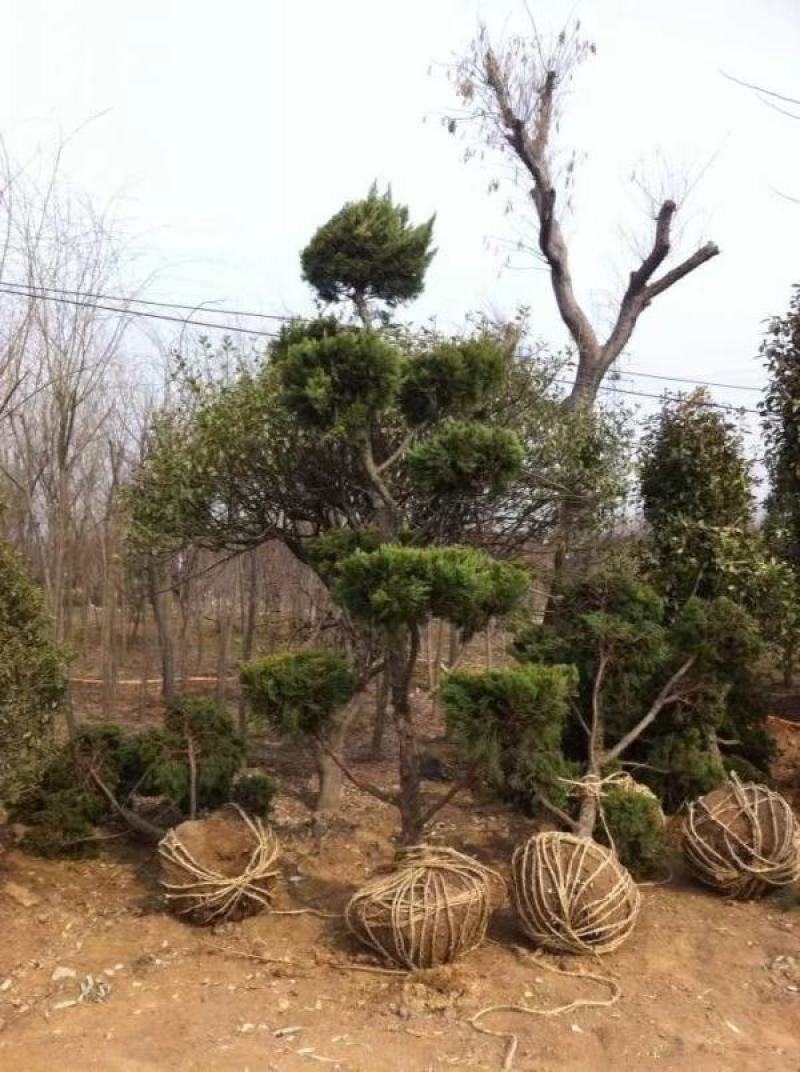 龙柏造型树