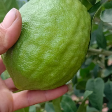 香水柠檬
