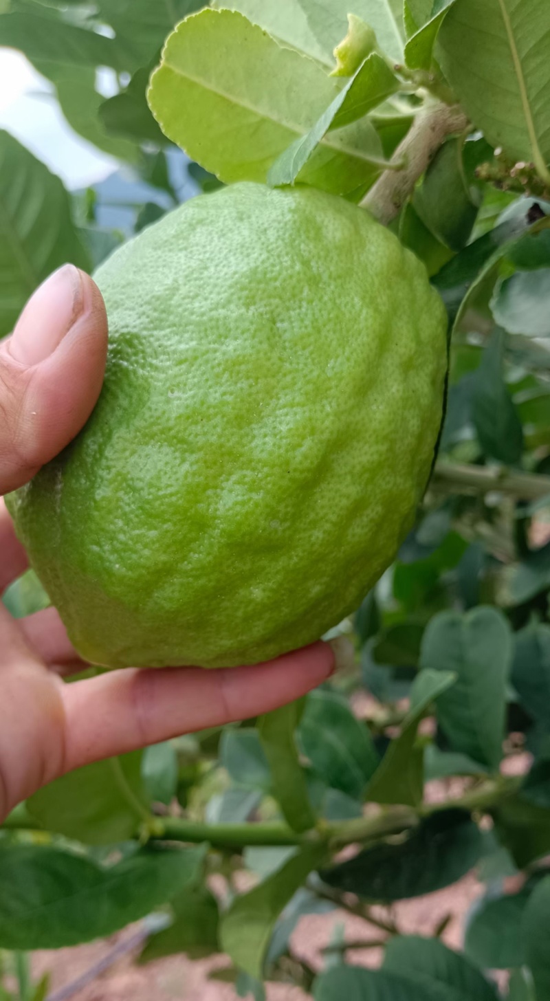香水柠檬